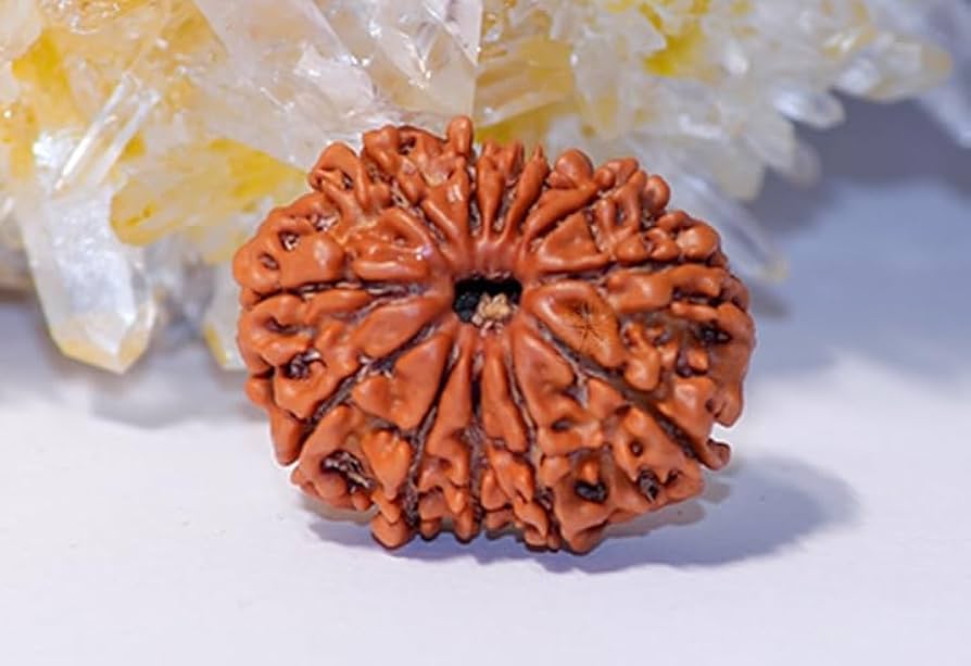 11 Mukhi Nepali Siddh Rudraksha | Rare Rudra Bead for Wisdom, Meditation & Protection